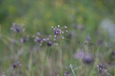 Saha sarımsağı (Allium oleraceum) doğada yetişir. Sarımsak tarlasının yakın plan fotoğrafı, çiçek kafasında küçük ampuller var. İyi aromalı yenilebilir bitki..