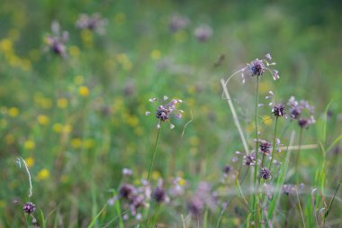 Saha sarımsağı (Allium oleraceum) doğada yetişir. Sarımsak tarlasının yakın plan fotoğrafı, çiçek kafasında küçük ampuller var. İyi aromalı yenilebilir bitki..