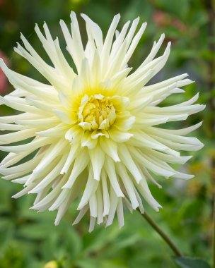 Dahlia 'nın 
