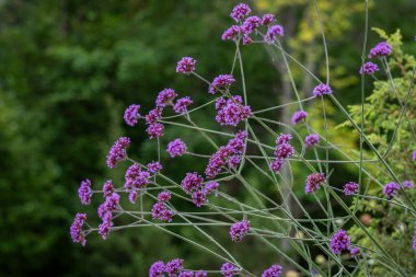 Verbena bonariensis, also know as purpletop vervain, clustertop vervain, Argentinian vervain, tall verb. Flowers of purpletop vervain (Verbena bonariensis) grow in garden at summer. Close up