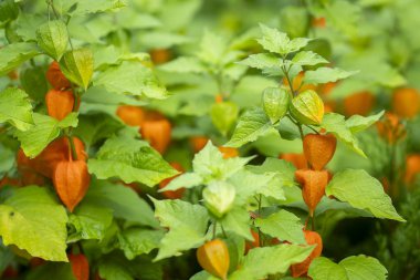 Mesane kirazı, Physalis alkekengi, içinde tohum olan yeşil ve kırmızı meyve kapsülü. Mesane kiraz bitkisi olarak bilinen Çin fenerinin yakın çekimi..