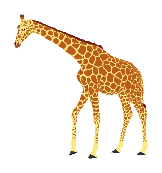 Векторная Иллюстрация Жирафа Изолирована Белом Фоне Африканское Животное Высочайшее Животное — стоковый вектор