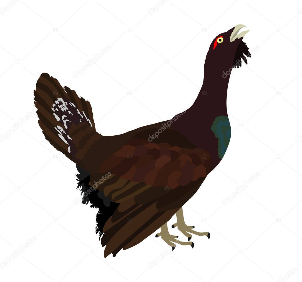 Wood grouse vector illustration. Heather cock or capercaillie wildfowl. Blackcock or heath cock. Bird from forest. 