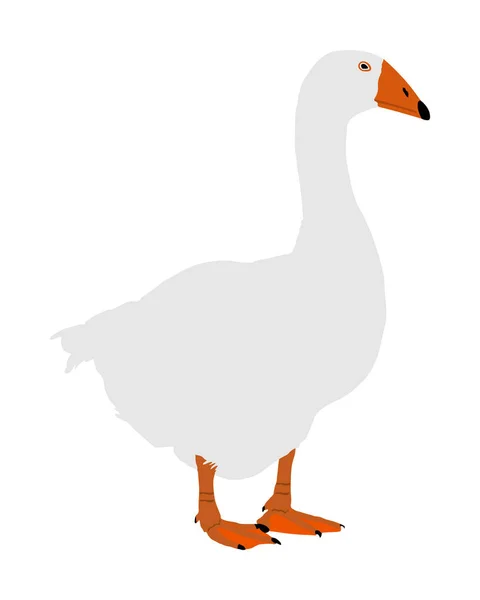 Goose Vector Illustration Isolated White Background White Goose Anser Anser — Stock Vector
