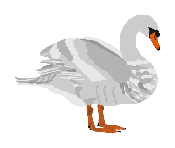 Ilustração Vetor Cisne Isolado Fundo Branco Vetor Ganso Pássaro Grande — Vetor de Stock