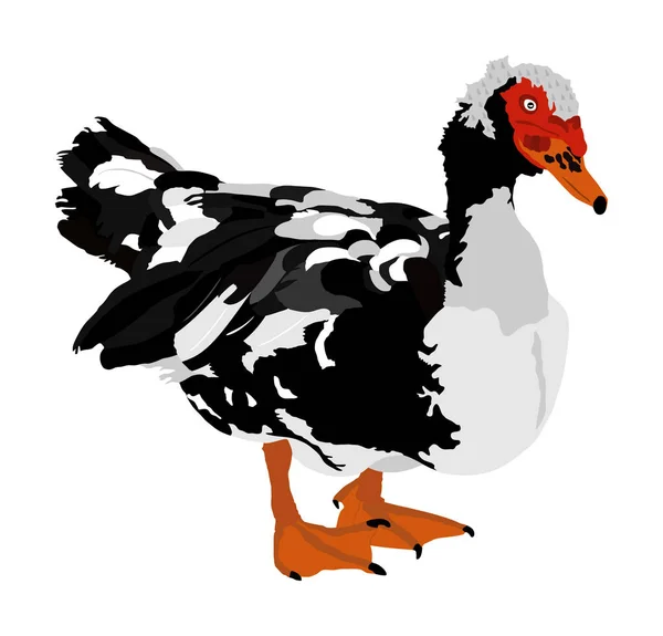 Portret Kaczek Piżmowych Lub Piżmowe Duck Cairina Moschata Kaczka Wektor — Wektor stockowy