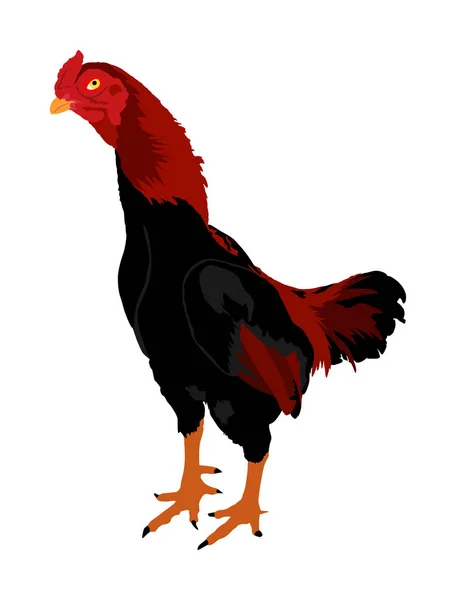 Elegancki Rysunek Wektor Kogut Białym Tle Tajski Kurczak Żywności Ekologicznej — Wektor stockowy