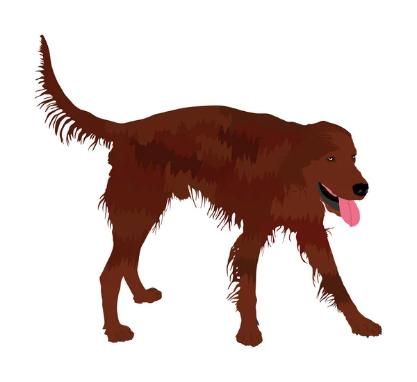 Porträt Der Jagd Irish Red Setter Vektor Illustration Isoliert Sotar — Stockvektor