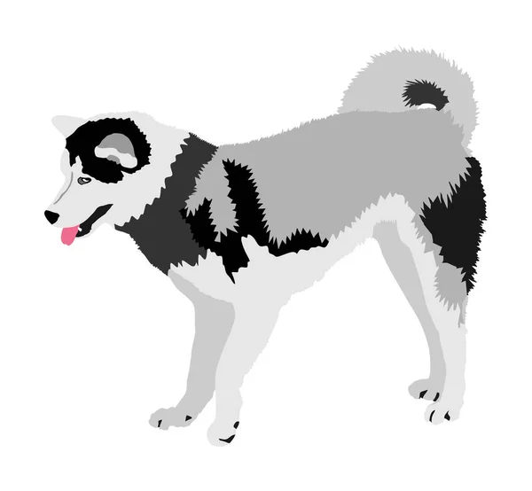 シベリアハスキー犬ベクトルイラスト 秋田犬種 働く犬純粋な犬に注意してください ドッグショーチャンピオン親友です 警戒注意 — ストックベクタ