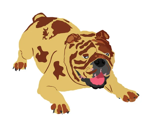 Portrait Illustration Vectorielle Bulldog Anglais Isolé Méfiez Vous Chien Drôle — Image vectorielle