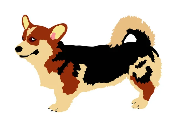 Retrato Canino Corgi Galés Ilustración Vectorial Cárdigan Aislado Cuidado Con — Vector de stock