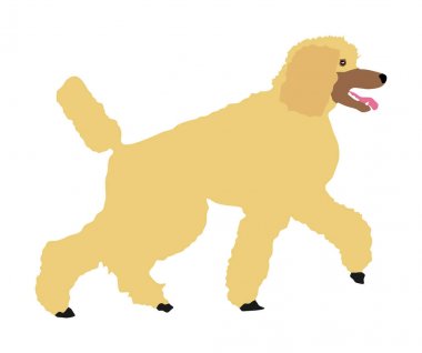 Royal Poodle vektör illüstrasyon portresi izole. Fransız siyah kaniş yürüyüş. Köpek dikkat edin. 