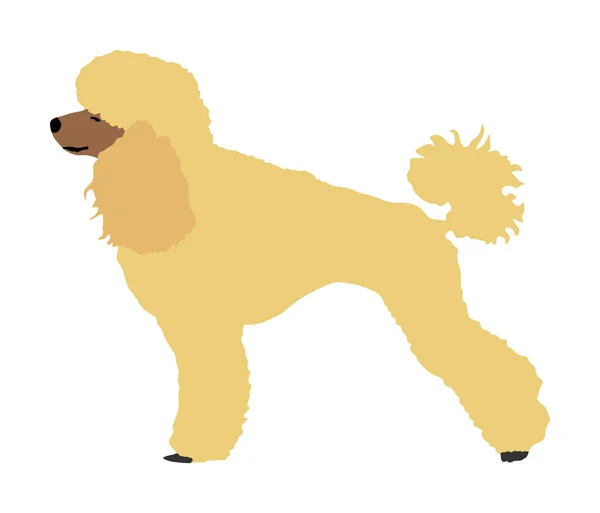 Toy Poodle Vector Retrato Silhueta Vetorial Royal Poodle Ilustração Isolada — Vetor de Stock