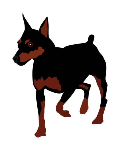 孤立的微型平彻矢量插图的肖像 小捏狗 曼彻斯特猎犬提防狗 — 图库矢量图片