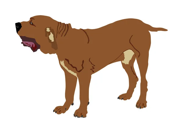 Πορτρέτο Της Αγγλικής Εικονογράφηση Του Διανύσματος Σκύλων Mastiff Νάπολη Μπουλ — Διανυσματικό Αρχείο