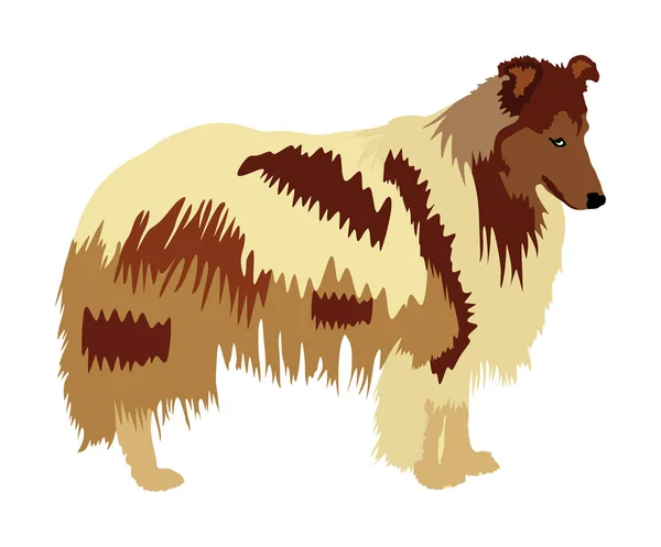 Portrait Rough Collie Vector Illustration Isolated Scottish Shepherd Dog Beware — Stock Vector