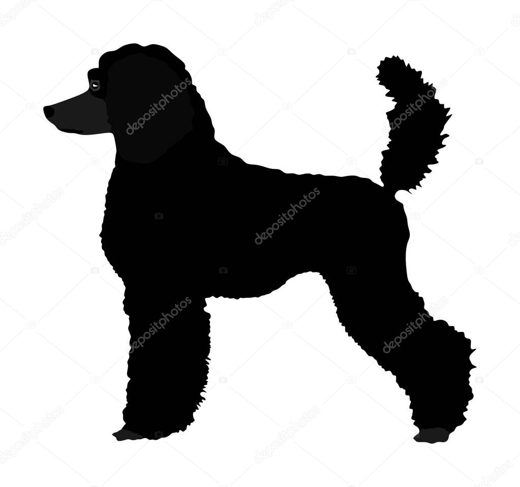 Portrait of Royal Poodle vector silhouette illustration isolated. French black poodle walking. Beware of dog. Dog show exhibition.
