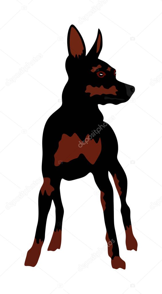 Portrait of miniature Pincher vector illustration isolated. Small pincher dog. Manchester terrier. Beware of dog. Little puppy.