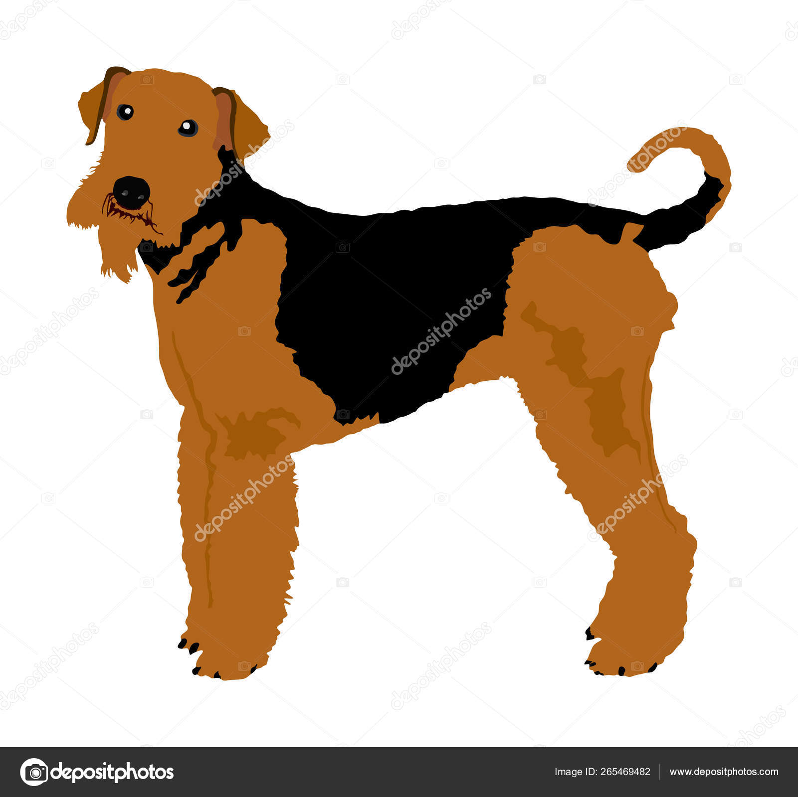 big airedale terrier