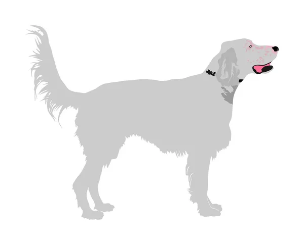 Иллюстрация Вектора Золотого Ретривера Изолирована Остерегайся Собаки Дружелюбная Семейная Собака — стоковый вектор