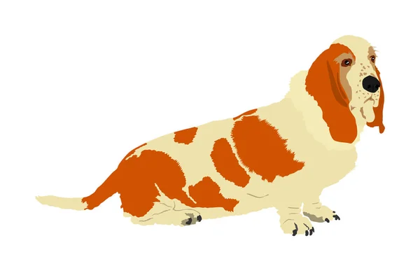 Πορτρέτο Της Εικονογράφηση Του Διανύσματος Του Basset Απομονωμένη Σχήμα Σκύλου — Διανυσματικό Αρχείο
