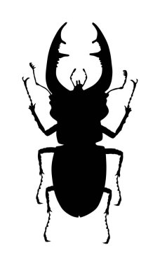 Erkek geyik böceği vektör siluet illüstrasyon beyaz arka plan üzerinde izole. (Lucanus cervus). Stagbeetle böceği. Böcek geyiği. 