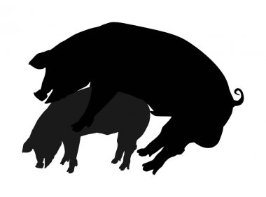 Pig sex vector silhouette illustration. Pigs mating on farm. Sex pairing copulation of two pigs. Farm animal in love.