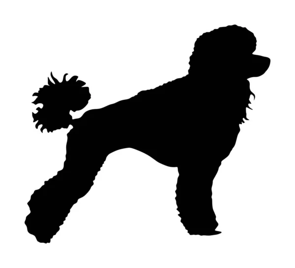 Silhouette Vectorielle Toy Poodle Portrait Silhouette Vectorielle Caniche Royal Isolé — Image vectorielle