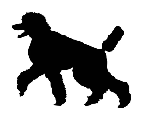 Ritratto Silhouette Vettoriale Royal Poodle Isolato Barboncino Nero Francese Che — Vettoriale Stock