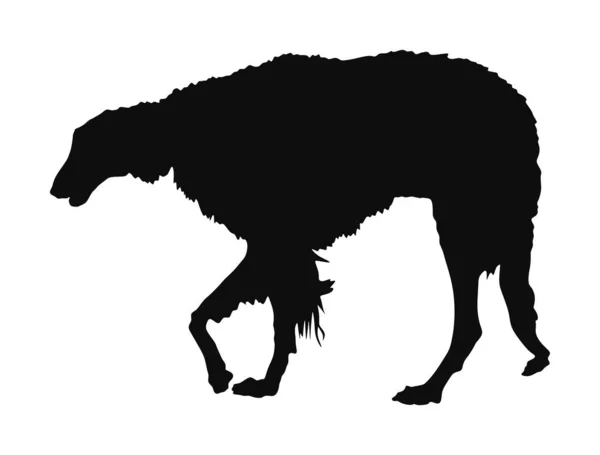 Portrait Russian Wolfhound Dog Vector Silhouette Illustration Isolated Borzoi Silhouette — Stock Vector