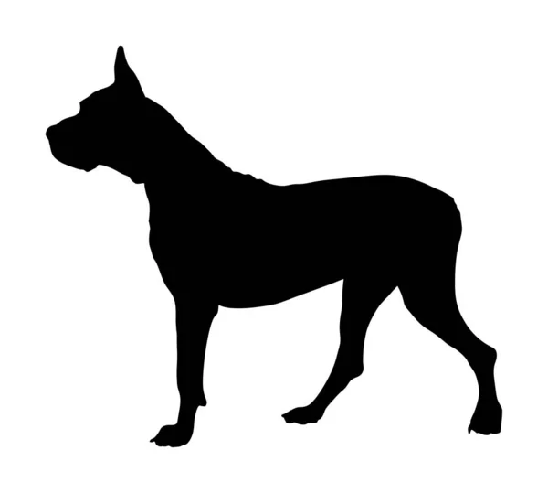 ドーゴ アルジェンティーノ アルゼンチンマスティフ サイドビューに立つ純粋な犬 ベクトルシルエット分離 アルゼンチン 偉大なデーン マスティフ 黒い犬のシルエット — ストックベクタ