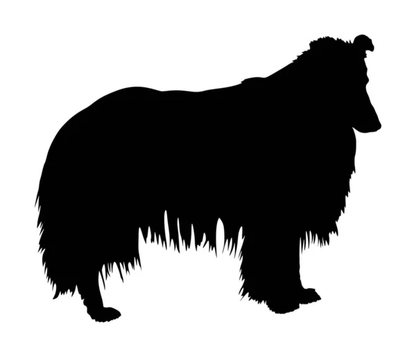 Porträtt Grov Collie Vector Silhouette Illustration Isolerad Skotsk Herdehund Akta — Stock vektor