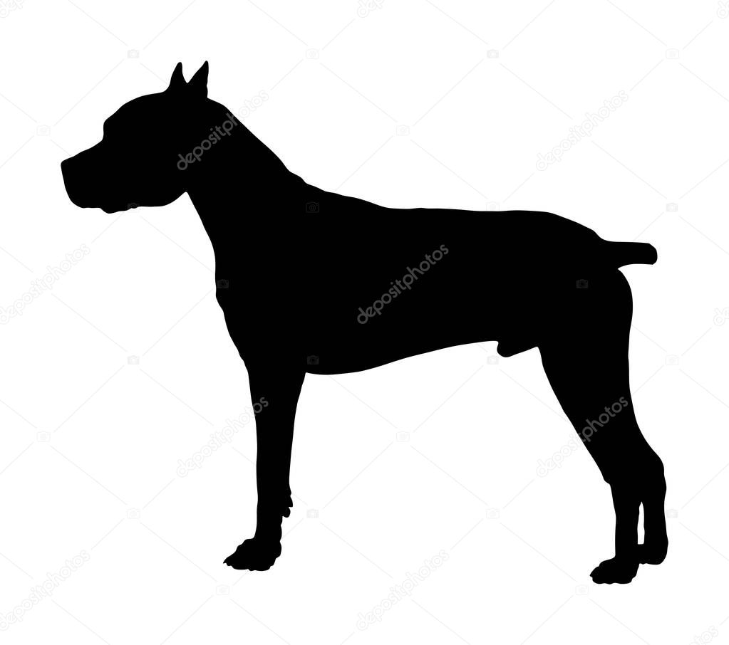 Dog portrait of American Staffordshire pit bull terrier vector silhouette illustration isolated. Dogo Argentino. Staffordshire silhouette. Dog alert sign. Home guard.  Black dog silhouette.