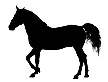 Dörtnala zarif at, vektör siluet illüstrasyon. At yarışı, beyaz arka planda izole edilmiş. Siyah at silueti. Çiftlik hayvanı. Güzel bir hayvanın sembolü. Casual ambler at aygırı.