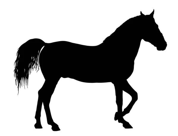 Elegante Paard Gallop Vector Silhouet Illustratie Paardenrennen Geïsoleerd Witte Achtergrond — Stockvector