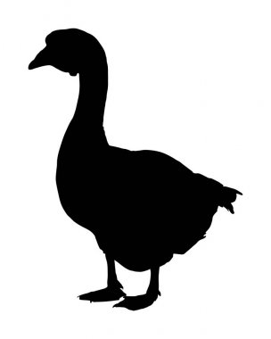 Kaz vektör siluet illüstrasyon beyaz arka plan üzerinde izole. Siyah kaz (Anser anser domesticus) beyaz bir arka plan üzerinde izole. Su kuşu. Evcil hayvan.