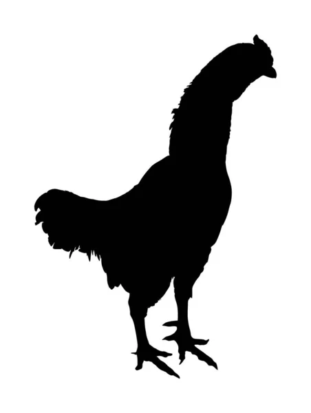 Pollo Silueta Vectorial Gallo Aislada Sobre Fondo Blanco Silueta Pollo — Archivo Imágenes Vectoriales