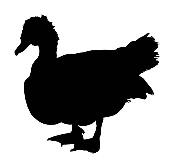 Portrait Muscovy Ducks Musky Duck Cairina Moschata Duck Vector Silhouette — Stock Vector