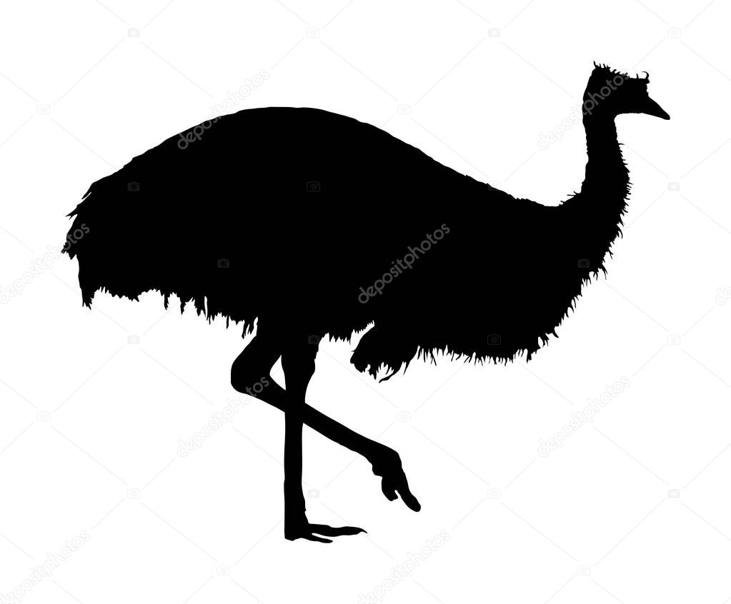 Emu bird vector silhouette illustration isolated on white background. Animal cartoon character. Australian endemic emu. Zoo bird. Wild animal from Australia. Cute ostrich. Black emu silhouette.
