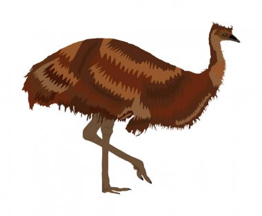 Emu kuş vektör illüstrasyon beyaz arka plan üzerinde izole. Hayvan çizgi film karakteri. Avustralya endemik emu. Hayvanat bahçesi kuşu. Avustralya'dan vahşi hayvan. Sevimli devekuşu.