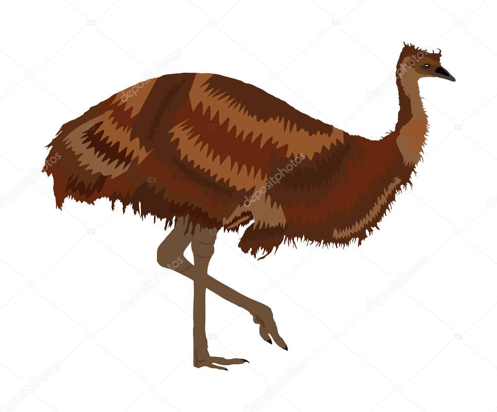 Emu bird vector illustration isolated on white background. Animal cartoon character. Australian endemic emu. Zoo bird. Wild animal from Australia. Cute ostrich.