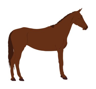 Zarif yarış at portre vektör illüstrasyon beyaz arka plan üzerinde izole. Hipodrom spor etkinliği. Eğlence ve kumar spor etkinliği. Bariyer gösterisi üzerinden atlama için binicilik binicilik atı