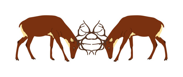 Deer battle vector illustration isolated on white background. Reindeer, proud Noble Deer male in forest, zoo. Powerful buck with huge neck and antlers. Red deer fighting for female. Struggle in forest