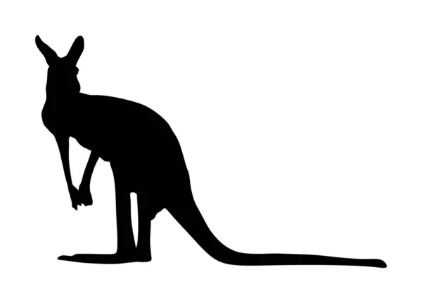 Känguru Vektor Silhouette Illustration Isoliert Auf Weißem Hintergrund Australisches Tierporträt — Stockvektor