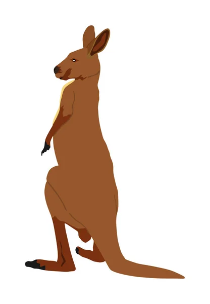 Kangaroo Vector Illustration Isolated White Background Australian Animal Portrait Tourist — Stock Vector