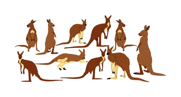 Illustration Vectorielle Kangourou Isolée Sur Fond Blanc Portrait Animal Australien — Image vectorielle