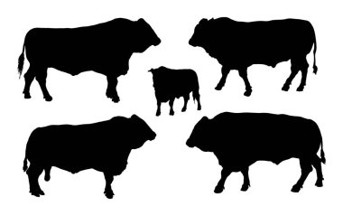 Ayakta yetişkin boğa vektör siluet illüstrasyon beyaz arka plan üzerinde izole. Buffalo, boğa grubu koleksiyonu.