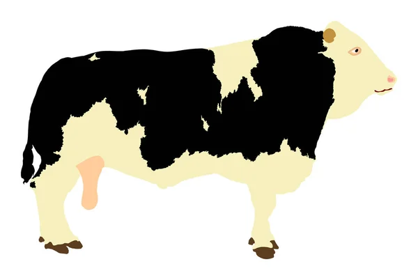 Ilustração Vetor Touro Adulto Isolado Sobre Fundo Branco Vaca Friesiana —  Vetores de Stock