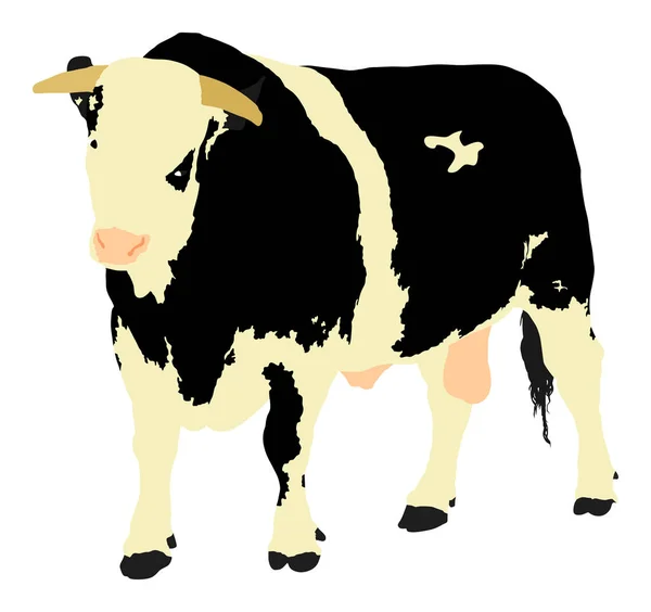 Staande Volwassen Stier Vector Illustratie Geïsoleerd Witte Achtergrond Holstein Friesian — Stockvector