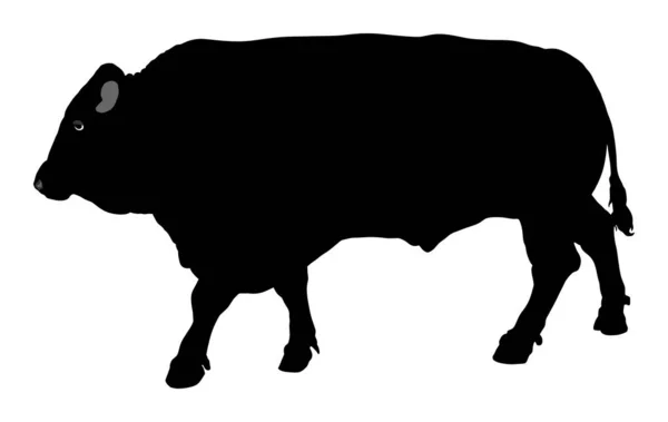 Silueta Dospělého Býka Ilustrace Izolovaná Bílém Pozadí Chovný Býk Jakostní — Stockový vektor
